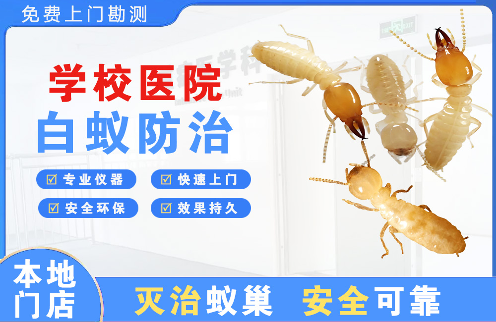 深圳学校医院白蚁防治