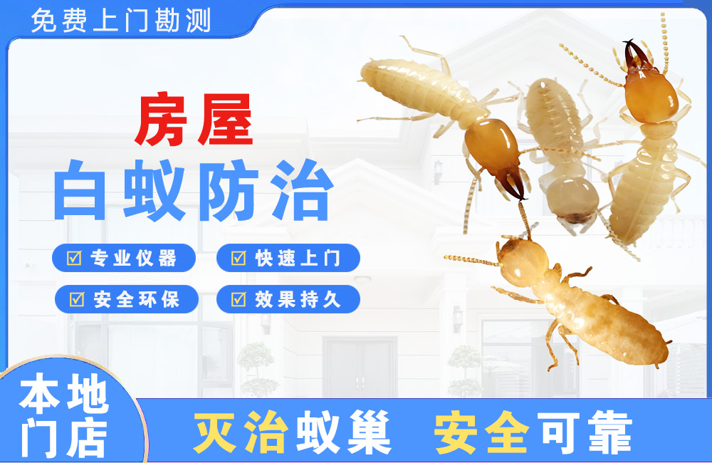 深圳房屋白蚁防治